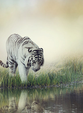 动物世界老虎狮子豹子海报制作寝室房间实木相框装饰画贴画G1814B