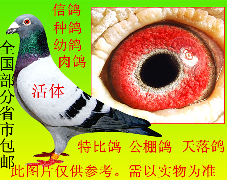 信鸽 鸽子活体公棚 特比网鸽种鸽天落鸟活体 血统成绩