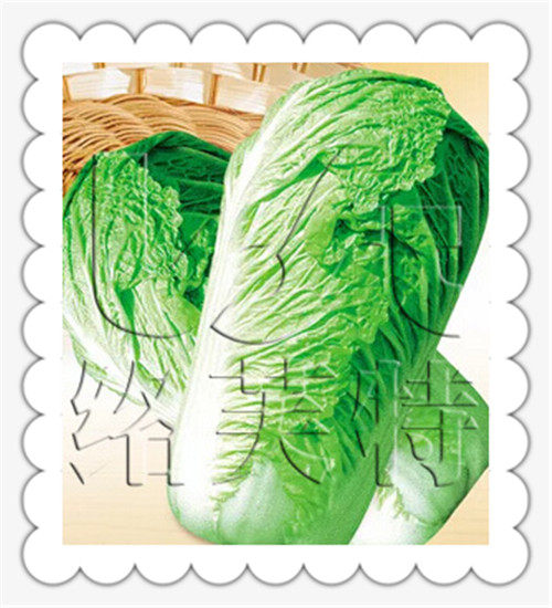 精品80 中晚熟杂交一代大白菜种子冬储专用高产耐贮运蔬菜种子10g