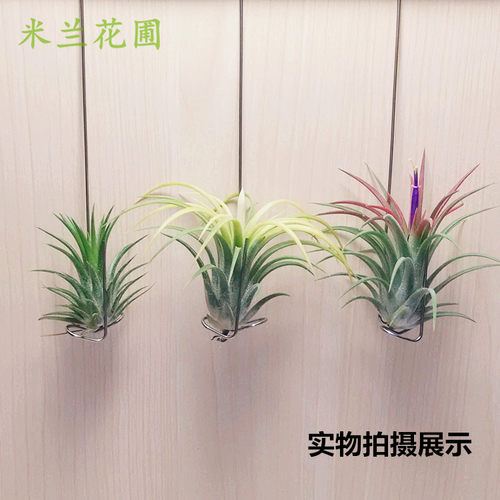 米兰花圃空气凤梨无土挂钩植物墙