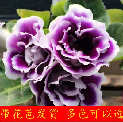 芙蓉花盆栽重瓣办公室大岩桐包邮