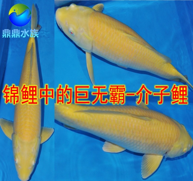 纯种日本锦鲤小西介子鲤目芥子锦鲤鱼苗巨型鲤亲近人带头鱼水族
