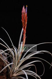 展示 空气凤梨 Tillandsia Aguascalientensis
