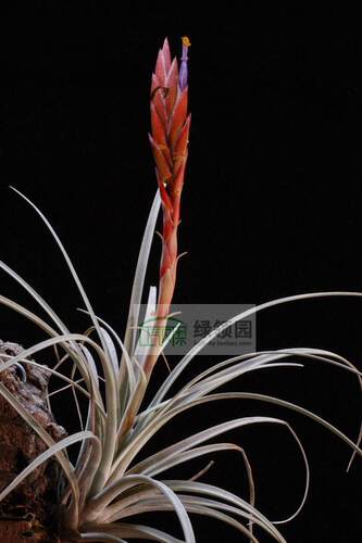 展示 空气凤梨 Tillandsia Aguascalientensis