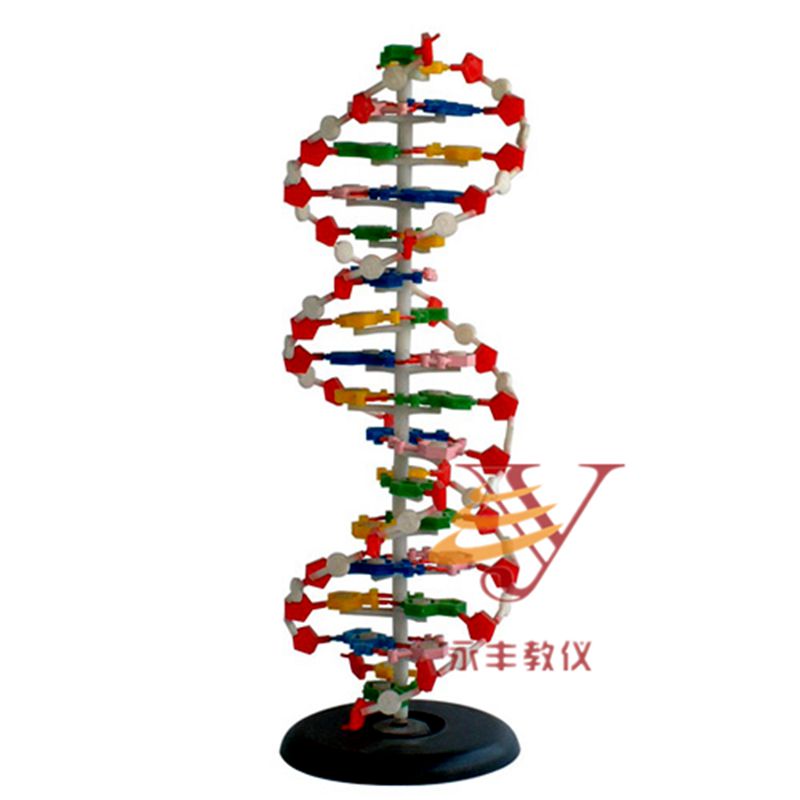 DNA双螺旋结构模型 J3212碱基对遗传基因生物教学仪器