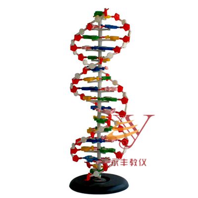 DNA双螺旋结构模型  J3212   碱基对遗传基因生物    教学仪器