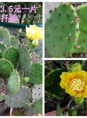 解毒仙人掌黄花破 扦插易活繁衍快黄花老品种 净化空气多肉植物