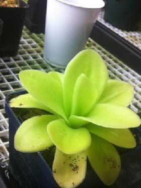 食虫植物-巨大捕虫堇 Pinguicula gigantea