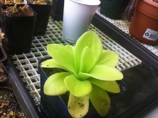 食虫植物-巨大捕虫堇 Pinguicula gigantea