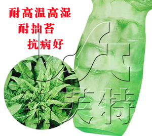 皇后 四季大尖叶莴笋种子春夏秋嫩绿皮莴苣种高产耐热莴笋种子20g