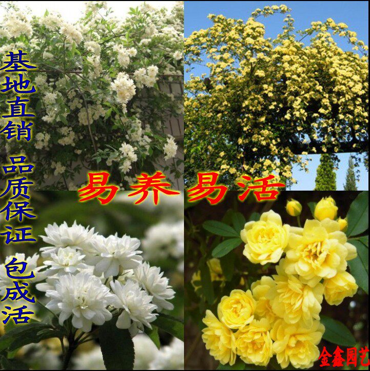 花卉七里香攀援绿植盆栽