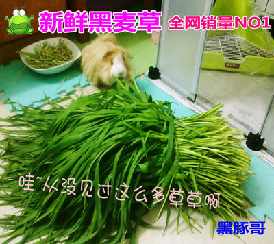 黑麦草鲜草荷兰猪豚鼠粮兔子猫草