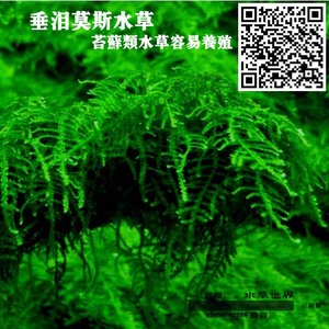 【水草世界】垂泪莫斯 沉木莫斯水草 鱼缸造景活体水草 容易养植