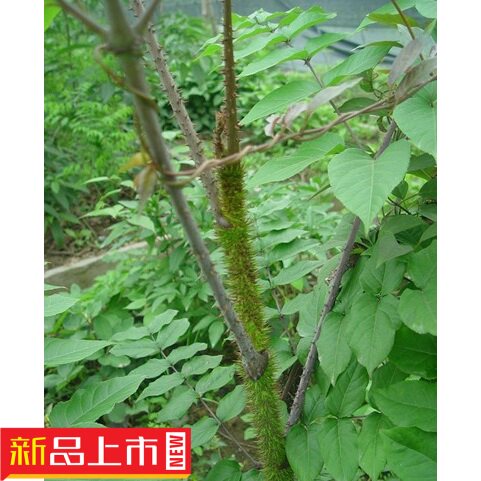 新鲜野生野菜 刺龙牙苗 树头芽