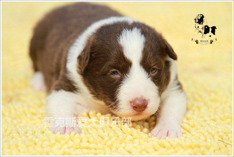 赛级双血统边牧幼犬边境牧羊犬小狗哈里和乐乐稀有咖啡色5mm低价