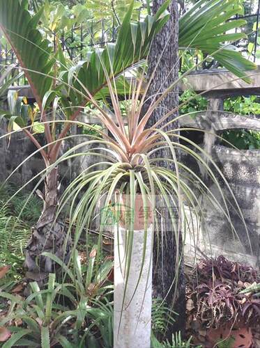 展示 空气凤梨 Tillandsia magnispica 大花品种