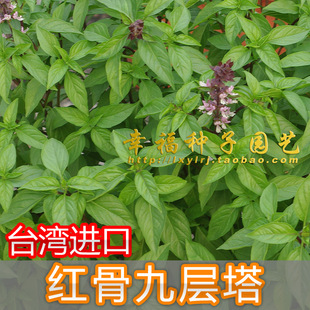 【台湾红骨九层塔种子】薰尊种子甜罗勒种子 香草种子阳台盆栽