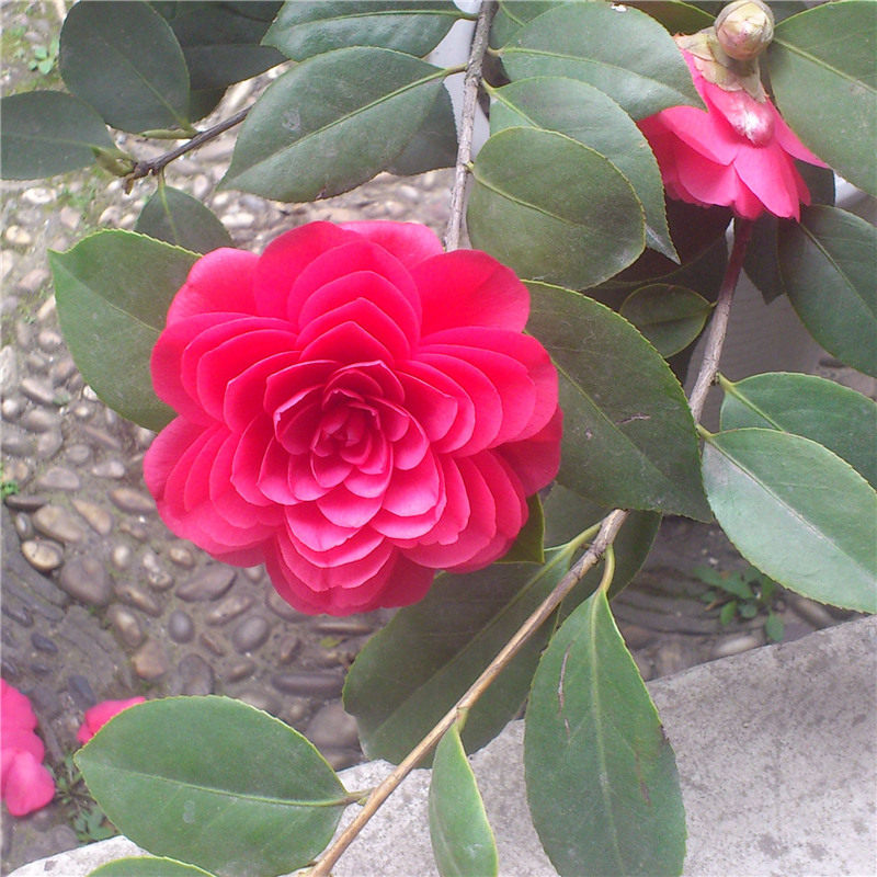 六角大红茶花 精品茶花 造型美观 实心球型 绿化植物