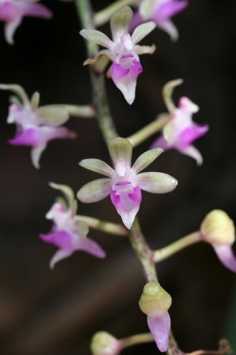 已驯化一年。花序可达42cm 花期4-8月份不等