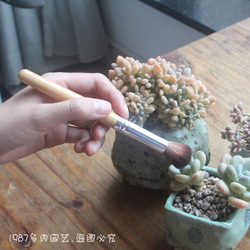 园艺细密多肉植物盆景