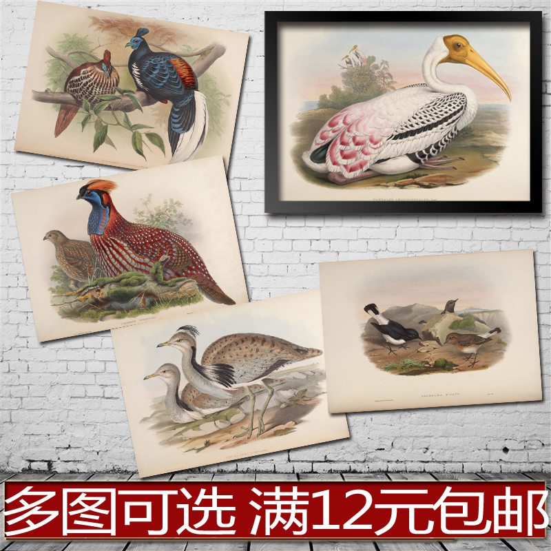 手绘 亚洲鸟类科普教学 海报 咖啡厅酒吧 装饰画贴画相框有框画心图片