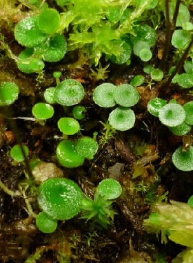 食虫植物-纤毛狸藻 Utricularia pubescens捕蝇草茅膏菜捕虫堇