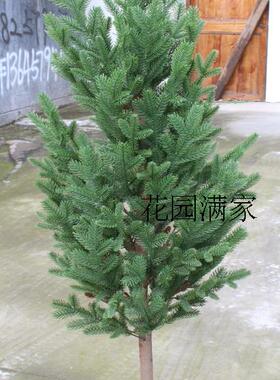 仿真假杉树叶塔形秦岭冷杉叶云杉杉木树景观植物松针松树工程直销