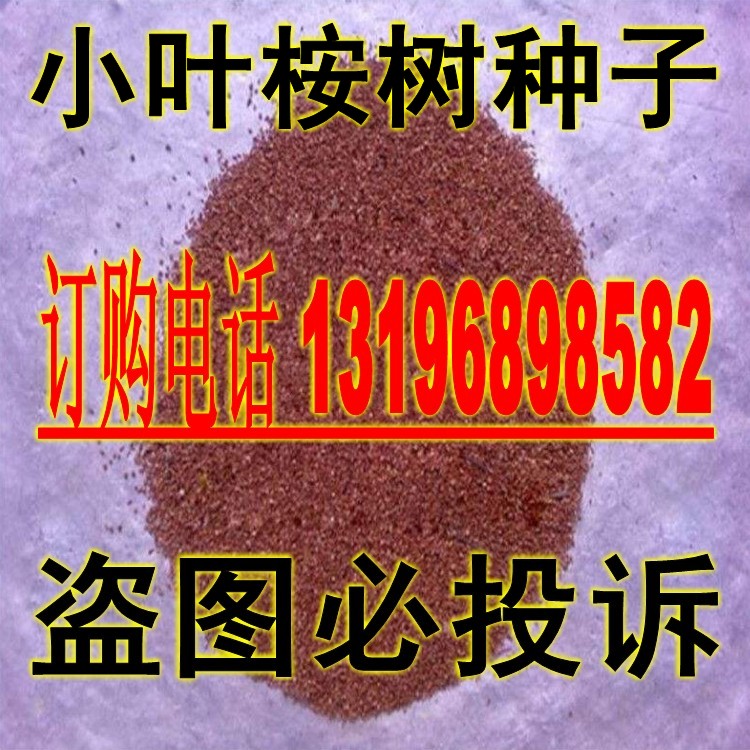 桉树种子林木种子小叶桉树 桉树种子 速生桉树种子尾巨桉种子包邮