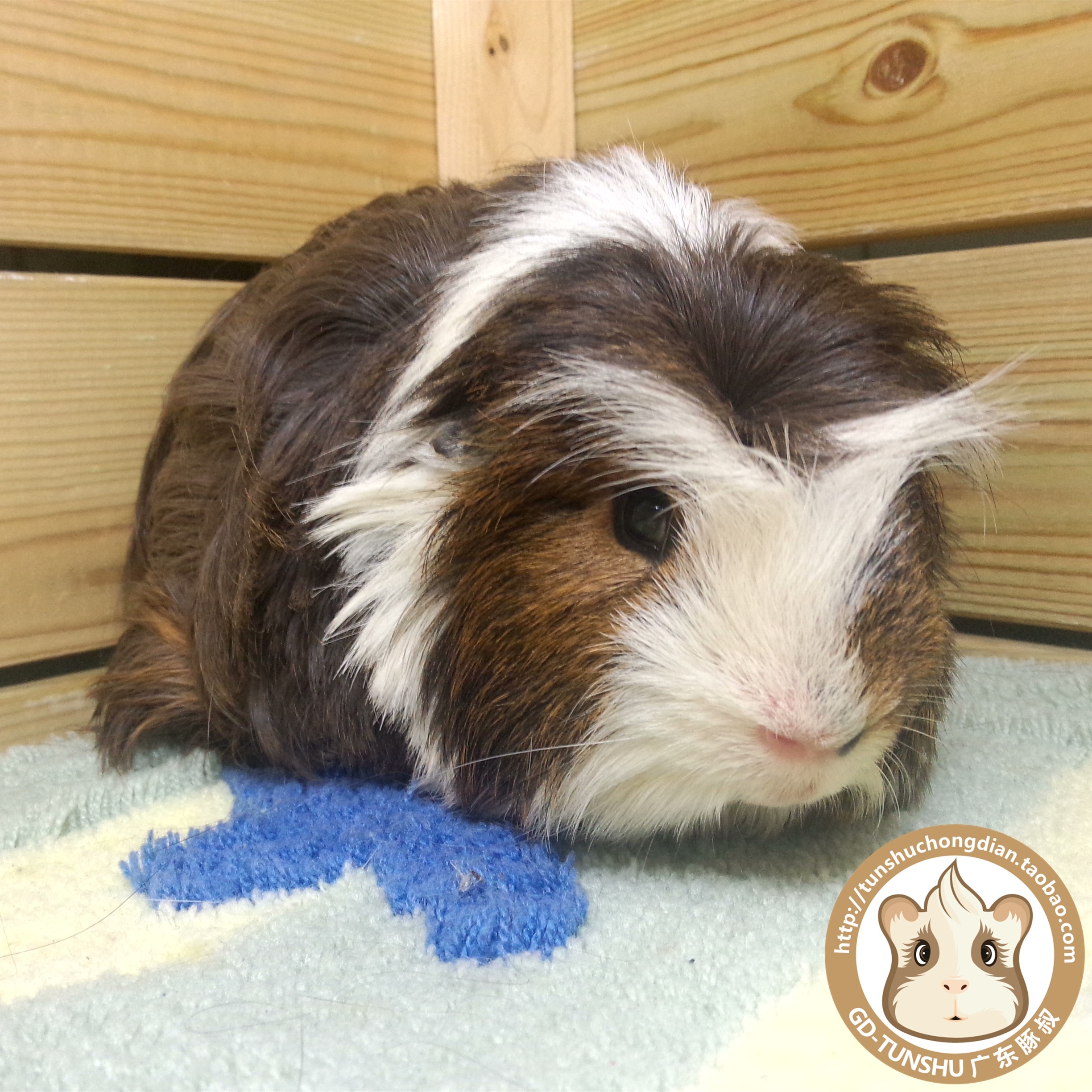 包邮西班牙进口荷兰猪豚鼠活体宝宝/棕刺色长顺毛冠毛预定子女