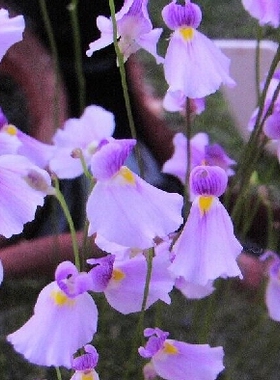 食虫植物-布朗歇狸藻 Utricularia blanchetii捕蝇草茅膏菜捕虫堇