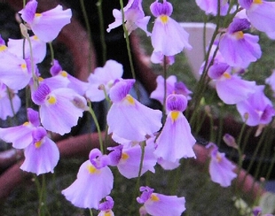 食虫植物-布朗歇狸藻 Utricularia blanchetii捕蝇草茅膏菜捕虫堇