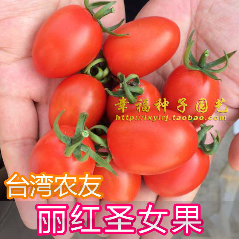 台湾农友【丽红圣女小番茄种子】阳台蔬菜 进口 西红柿 口感好