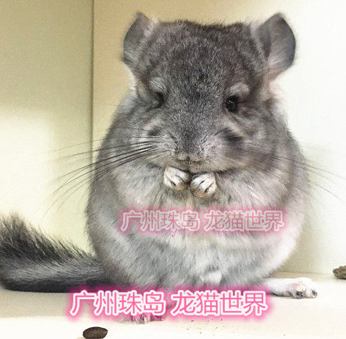 2个月大  美国安哥拉长毛龙猫  标灰MM （现售实拍）