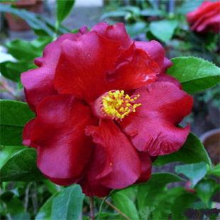 黑魔法茶花苗 多年原生带花苞大苗 庭院种植 绿化植物 盆栽茶花苗