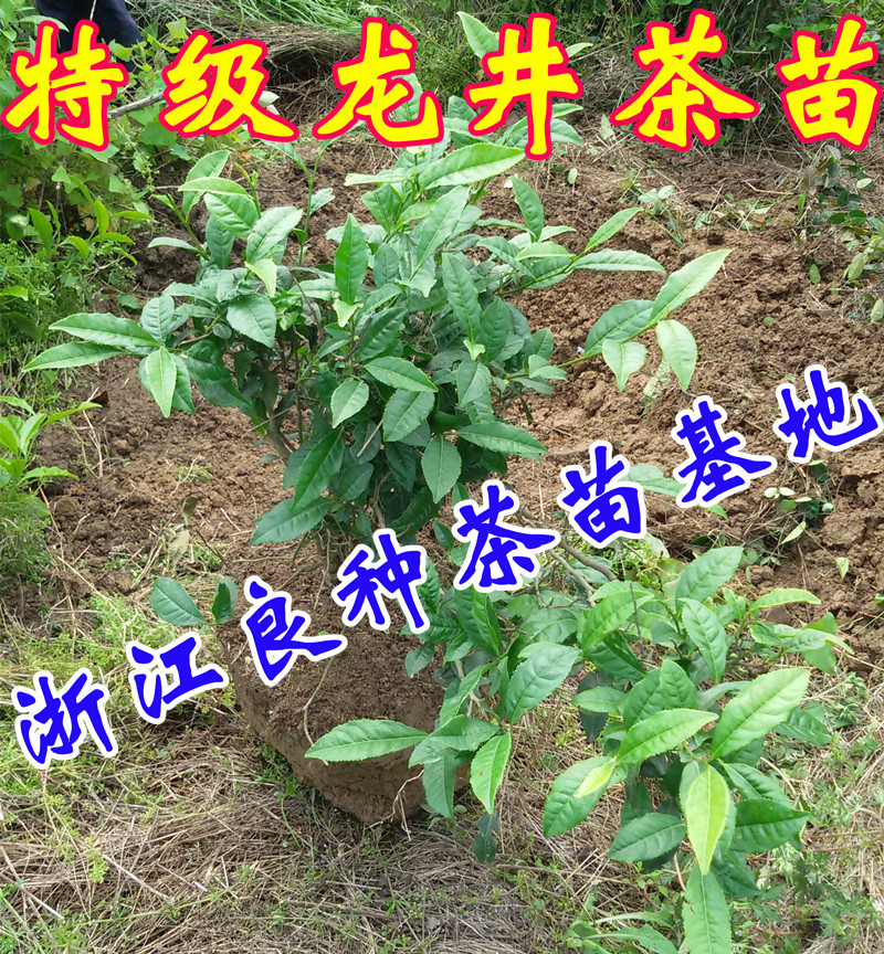 盆栽浙江西湖龙井茶树苗茶叶树老桩绿茶树苗黄金芽18元起包邮 鲜花速递/花卉仿真/绿植园艺 观叶 /花灌木 原图主图