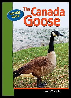 【预售】The Canada Goose