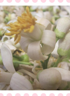 新鲜柚子花鲜花花期2-3月 腌制现货 做纯露精油花材  单位斤