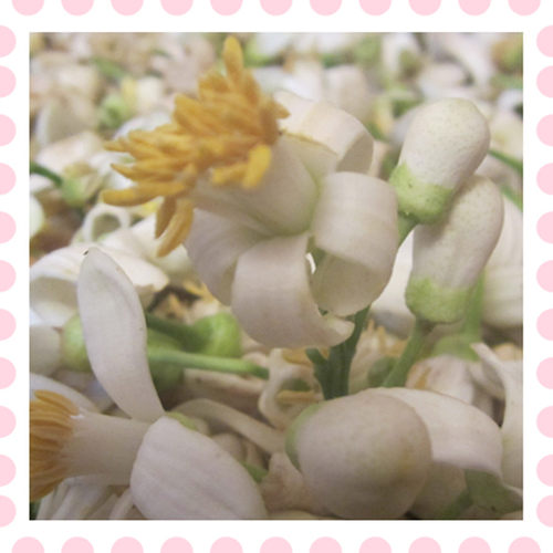 柚子花鲜花做纯露精油花茶花材