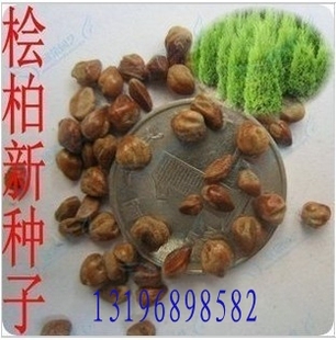 新采花卉种子/桧柏种子/圆柏/塔柏/蜀桧柏/侩柏/笔柏种子