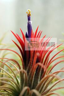 空气凤梨【展示】Tillandsia Ionantha Fuego 福果精灵