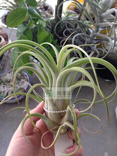 空气凤梨【展示】T.Cajun Mix 女王头×大三色