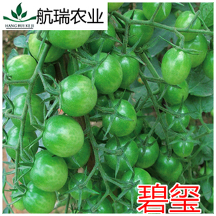 小番茄种子小绿番茄种子圣女果种子西红柿种子口感好产量高碧玺