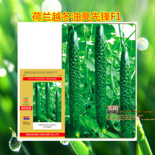 荷兰 越冬油亮先锋F1 黄瓜种子 高抗病 耐低温 越冬早春种植 25g