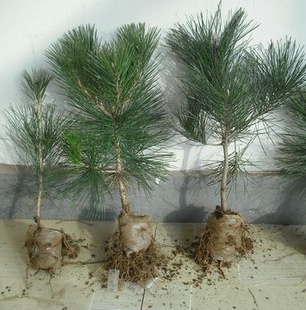 造型白松苗  做盆景素材 油松小苗小苗 绿化苗木 包邮 量大