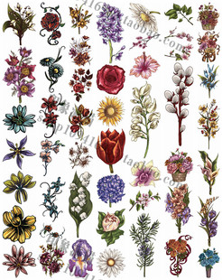 AI格式 矢量设计素材 50张复古花朵线稿玫瑰兰花马蹄莲铃兰向日葵