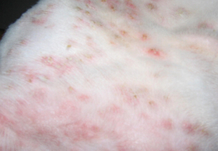 宠物医生在线咨询狗狗猫咪皮肤病真菌螨虫湿疹脓皮症皮屑结痂骚痒