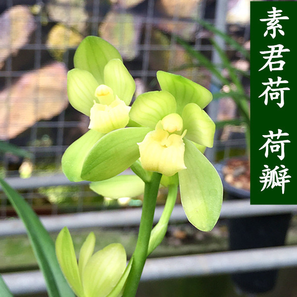 建兰素君荷荷瓣兰花苗室内绿植花卉盆栽植物假一罚十