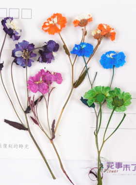 带枝小雏菊 滴胶干花手机壳diy 押花压花植物标本花事未了12枝装