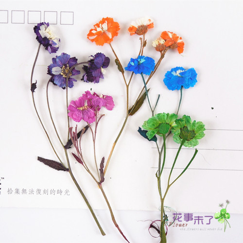 干花材料小雏菊diy压花