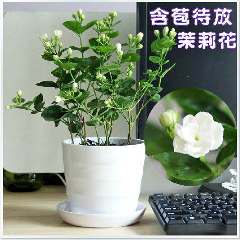 可食用茉莉花盆栽树苗可食用重瓣茉莉花苗植物阳台绿植芳香花卉